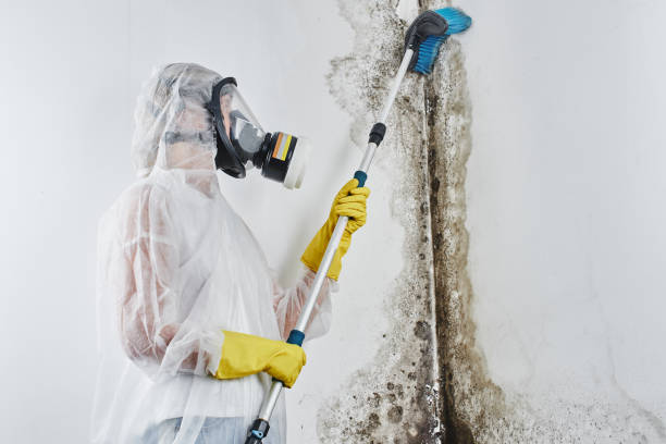 Best Residential Mold Remediation in Lake Jackson, TX