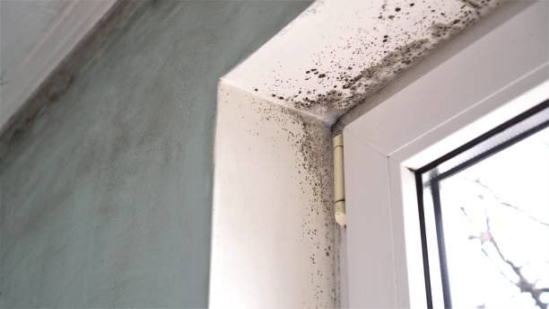 Best Bathroom Mold Remediation in Lake Jackson, TX