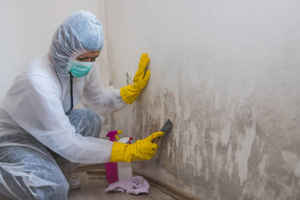 Best Post-Flood Mold Remediation in Lake Jackson, TX