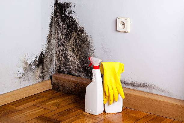 Lake Jackson, TX Mold Remediation Company
