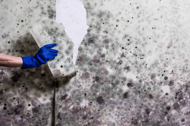 Best White Mold Remediation in Lake Jackson, TX